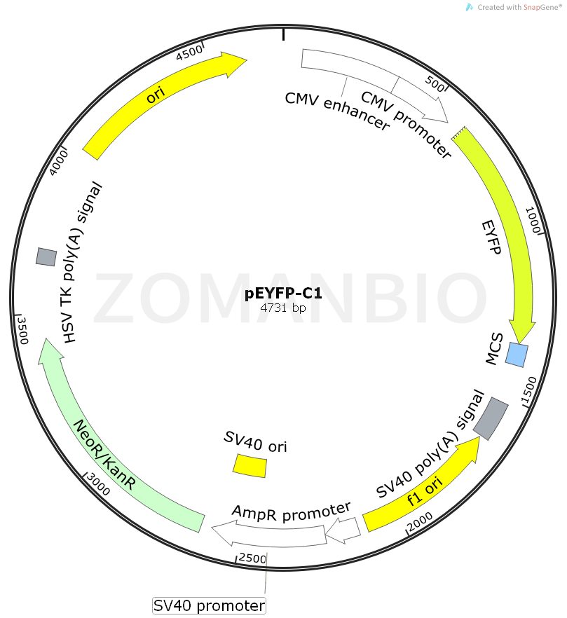 ZK2264pEYFP-C1.png