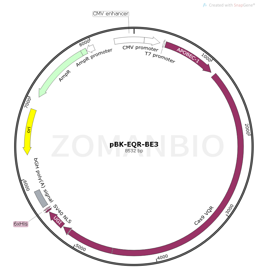 ZK1761 pBK-EQR-BE3.png
